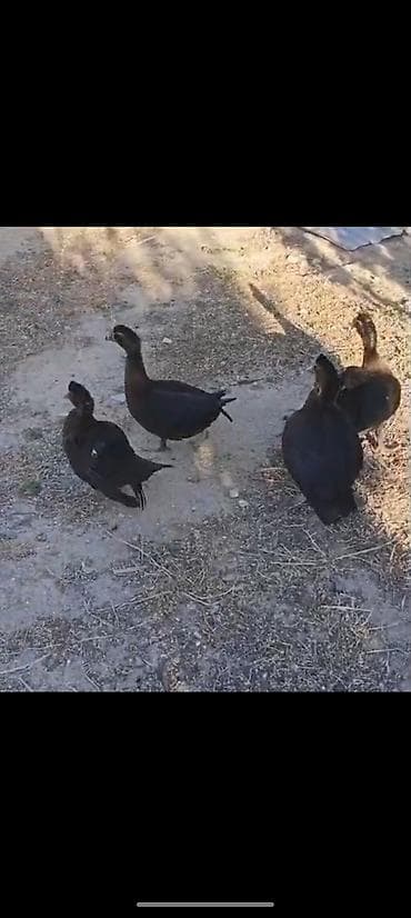K/t heyvanları və malları: Dişi, | Lal ördək, Ətlik — 2