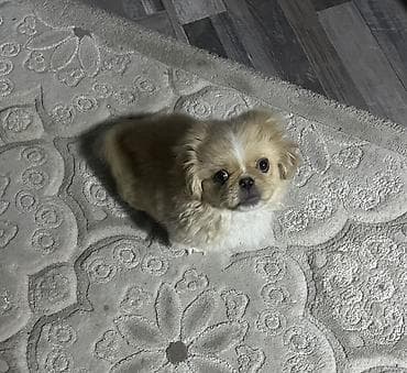 Digər heyvanlar: Pekines, 6 ay, Erkek — 2