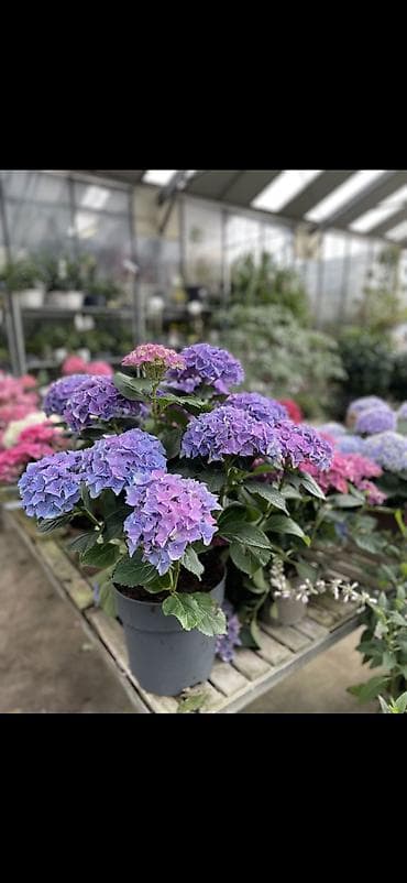 yaz gulləri: Məhsul: Saksıda hortensiya (Hydrangea) - Rənglər: mavi, bənövşəyi — 9