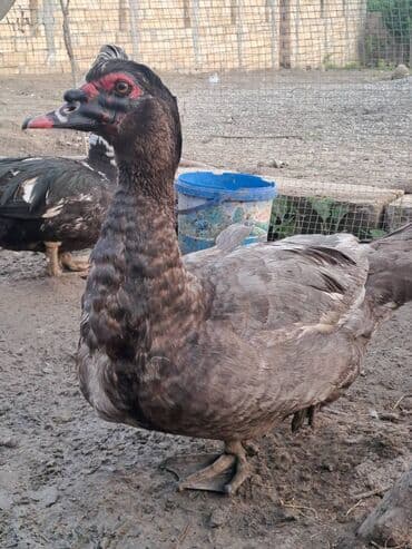 Ət: Salam lal ördəklər satılır . Tam çəkilərin almış yerli və cins 700 — 22