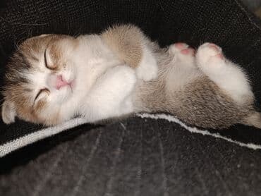 Digər heyvanlar: Şotland — 8