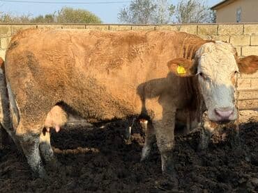 Quzu: Simmental tipli inək - Rəng: açıq-qəhvəyi gövdə, ağ baş və sinə - — 2