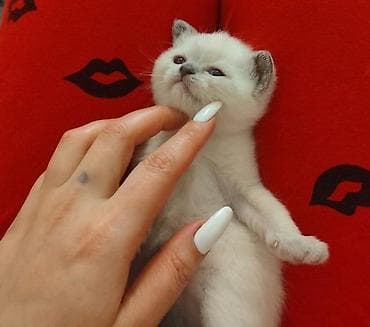 mingəcevir pişik: Şotland yastı qulaq — 2