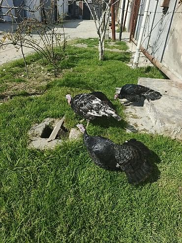 Inəklər, öküzlər: Məhsul: Hinduşka quşları (qara və qarışıq rəngli) Təsvir: - — 4