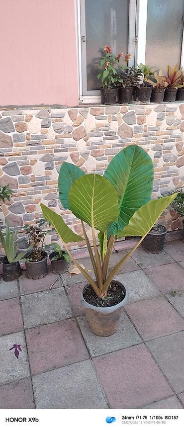 Alocasia macrorrhizos (Fil qulağı) – böyük yarpaqlı dekorativ bitki - lalafo.az -da Alocasia macrorrhizos (Fil qulağı) – böyük yarpaqlı dekorativ bitki -