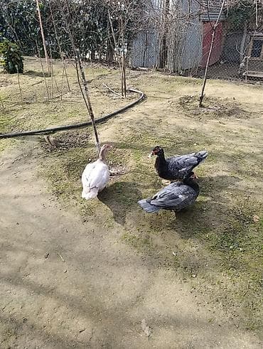 bulbul quşu: Lal Ordək. Bu Ördəklərin Balası Çıxacaq 2 və 3 günə. Lavanda. Macar — 4