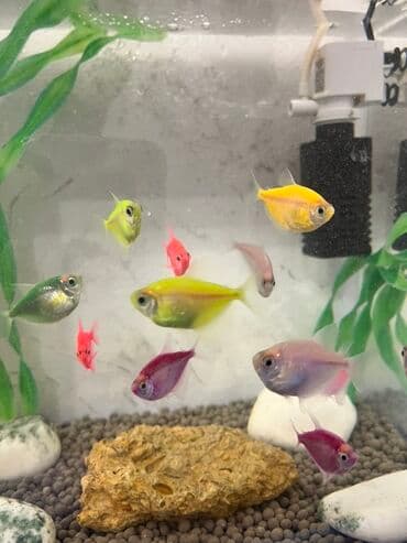 Akvariumlar: Tetra balığı, Sülhsevər, Ödənişli çatdırılma — 3