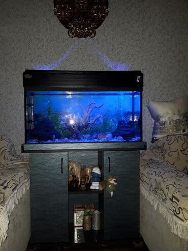 betta balıq: Akvaryum komplekti – dekorativ şkaflı - Şüşə akvaryum, düzbucaqlı — 1