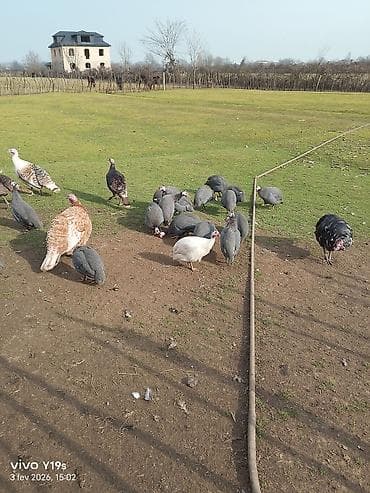 pişik qovan aparat: Salam seyzar firəng quşunun tam mayali yumurtasi satiram qiyməti biri — 3