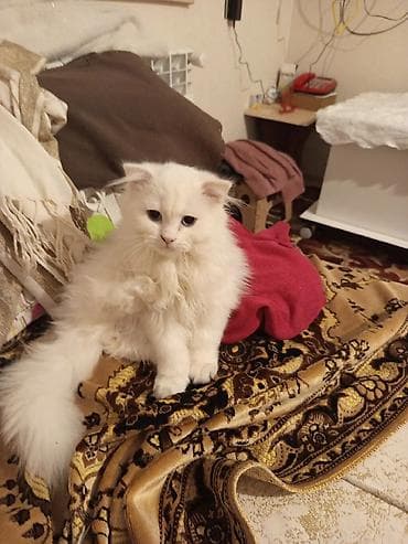 Ağ tüklü pişik balası - Cinsə bənzər xüsusiyyətlər: uzun və yumşaq