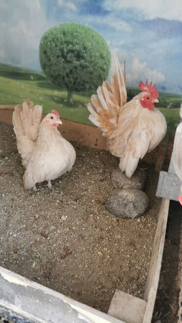 xoruzun nece rengi var: Xoruz, il: 1 — 2