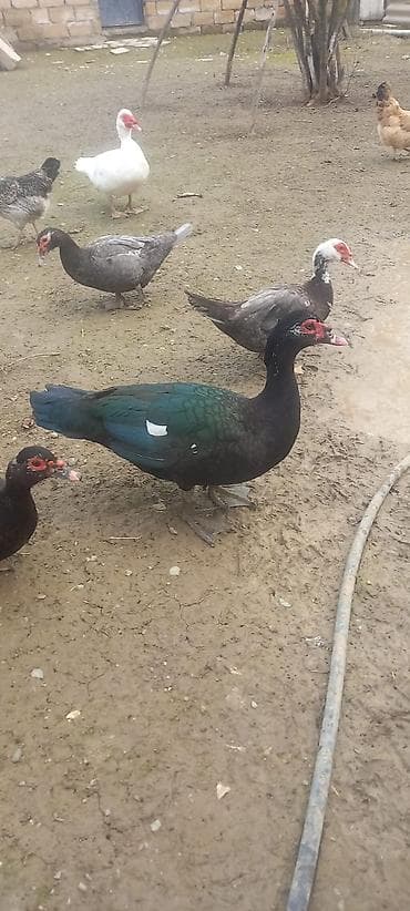 ordək balası və cucə: Erkək, | Lal ördək, Damazlıq, Ödənişli çatdırılma — 2