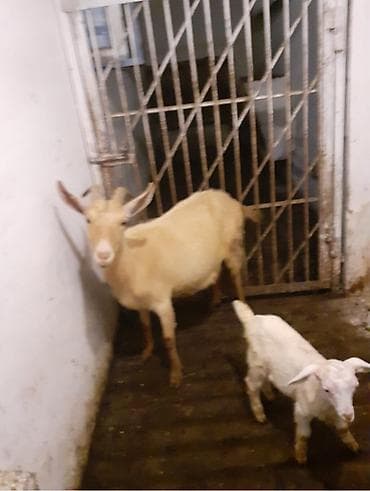 Sənan və alpin keçisi qarışığı. Buynuzludur 3 keçi bala ilə birgə at lalafo.az Sənan və alpin keçisi qarışığı. Buynuzludur 3 keçi bala ilə birgə