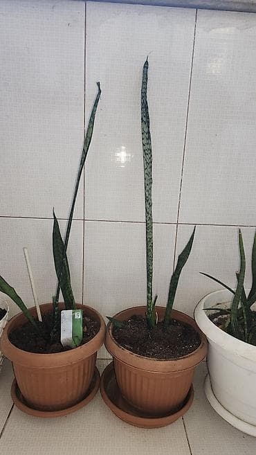 10 kopeek: Hər biri 10 manata. Dipcəklə bir yerdə. Sansevieria (Peyğəmbər — 4