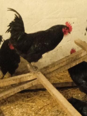 zil qara afcarka: Qara tüklü toyuq və xoruzlar – yumurta və ət istiqamətli yerli sürü — 2