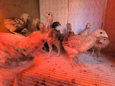 Digər heyvanlar: 1 aylıq tam sağlam çox aktiv kucinka cücələr satılır — 5