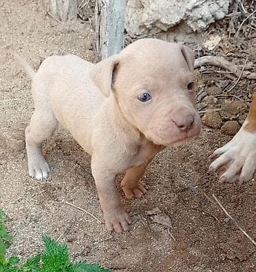 cibus itleri: Pitbul, Peyvəndli — 1