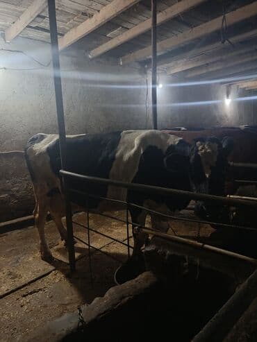 cins inekler: 3 ədəd inək satılır. Yanvar ayında doğmalıdır. Əlavə olaraq 1 baş 3 — 1