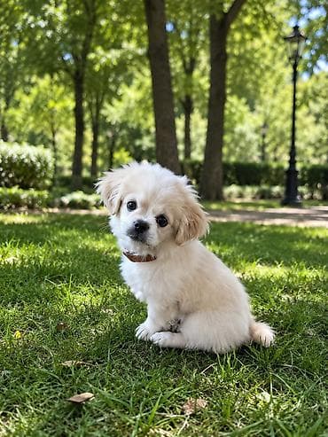 Pekines, 4 ay, Erkek
