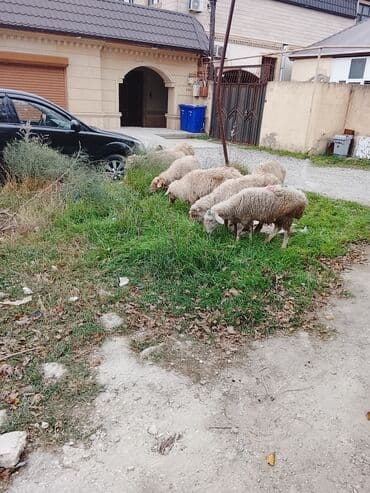 cins buzovların satışı: 7eded boğaz — 1