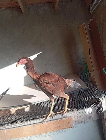 balaca it: Salam güclü cins heyrati balaları satılır fərqli aylardadilar — 3