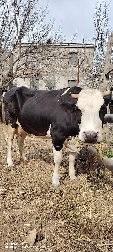 Pişiklər: Süd istiqamətli qara-ağ rəngli inək. Xüsusiyyətlər: - Yüksək süd — 2