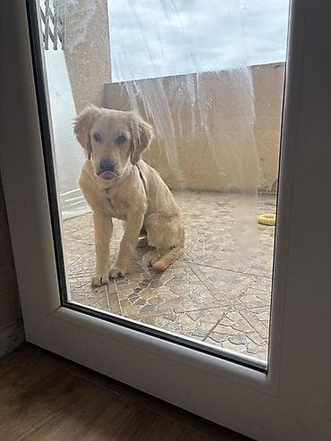 İtlər: Retriever, 5 ay — 2