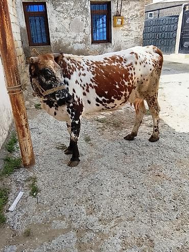 Heyvanlar: Məhsul: Xallı inək (dişi) Təsvir: - Rəng: ağ-qəhvəyi fonda qara-ağ — 2