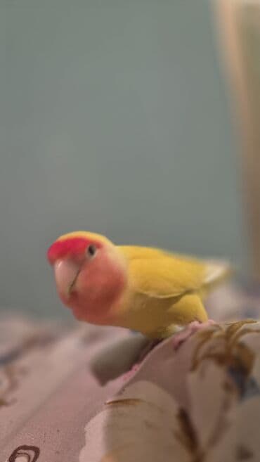 geref quşu: Nerazlucnik Rəngarəng lələkləri olan sevgi quşu. Bu parlaq rəngli quş — 3