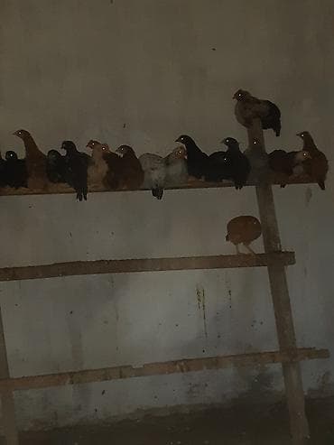 kənd cücəsi: Toyuq cücələri, Ətlik — 8