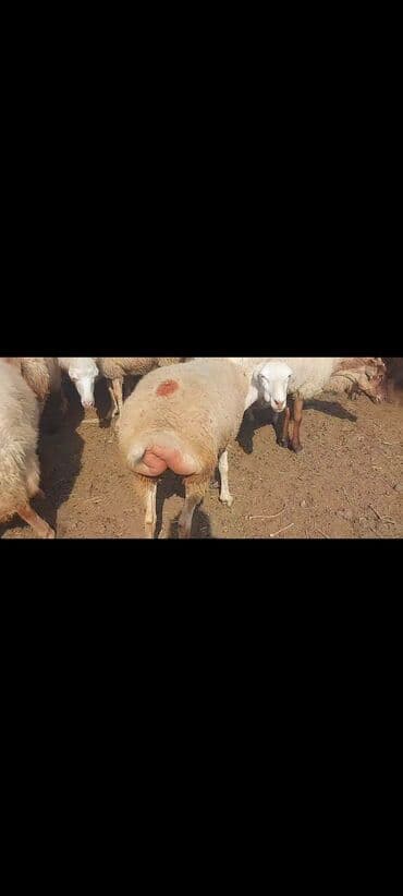 bakida cins ineklerin satisi: Satlır — 11