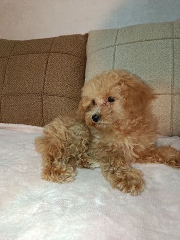 щенок в хорошие руки: Пудель, 3 месяца, Самка, С прививками, Самовывоз — 4