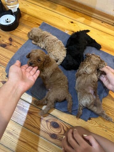 barter it: Şekilleri götürmeyin - Cins: Toy Pudel (mini) - Rəng: qara, ve — 9