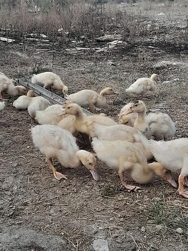 Heyvanlar: 21 günlüy kuban ördeyleri satılır cemi 33 denedi hamısını alana — 2