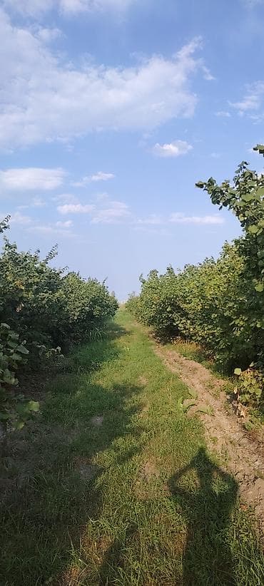dekorativ bitkilər: Fındıq bağçılığı – məhsuldar plantasiya — 3