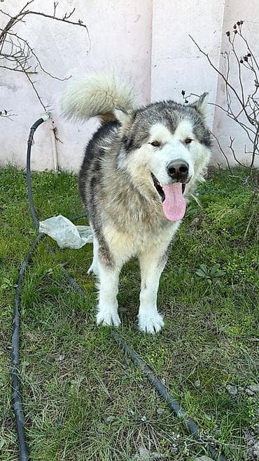 11 ay, Erkek, Peyvəndli, Pulsuz çatdırılma