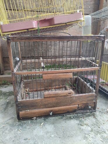 попугай жако купить в баку: Qəfəs quslar — 9