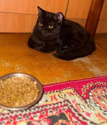 en ucuz itler: Türk anqora, Dişi, Yaxşı əllərə, Ünvandan götürmə — 2