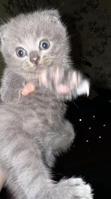 britanski pişik: Şotland yastı qulaq, Dişi, Erkək, Yaxşı əllərə, Ünvandan götürmə, Rayonlara çatdırılma, Pulsuz çatdırılma — 3