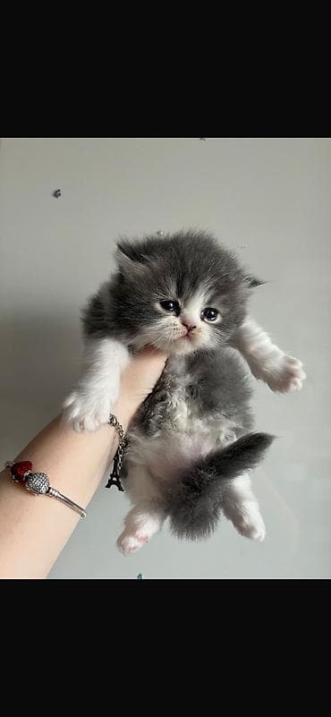 sfinks pişik: Şirin pişik balaları – uzun tüklü, boz-ağ rəngli - Cins: Uzun tüklü — 2