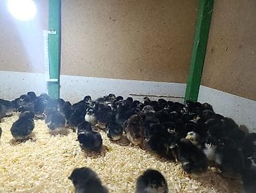 ag itler: Qəmbəri Xarkov temiz qan lider 55 sereblis. 2 sort quban 308 yerli — 8