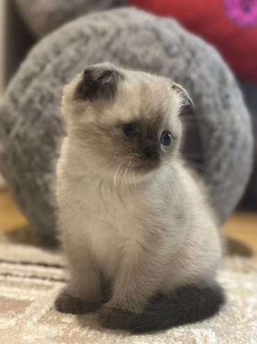 pişik qabı: Şotland, Erkək, Dişi — 7