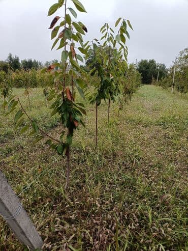 Giləsarmaşıq/şirin gilə (gilas) fidanları - Açıq sahədə becərilmiş lalafo.az -da Giləsarmaşıq/şirin gilə (gilas) fidanları - Açıq sahədə becərilmiş