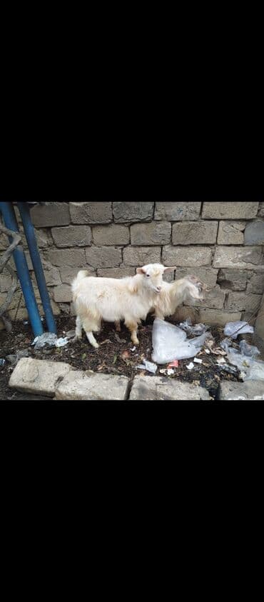 alpin keciləri: Erkək, il: 1, 1 kq, Damazlıq, Ünvandan götürmə — 1