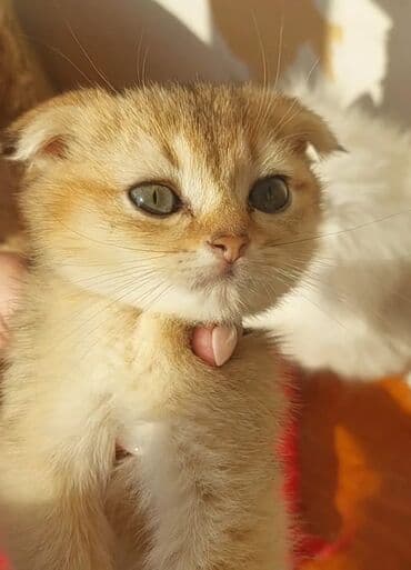 heyvan barınağı: Qızıl şinşilla, Dişi, Ünvandan götürmə — 1