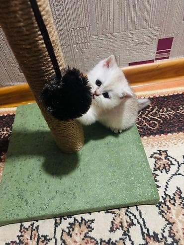 tovuz quwu: Britan — 3