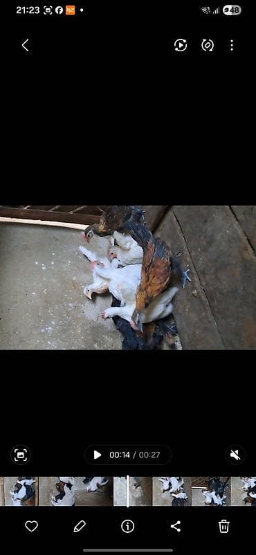 qus nomreleri: Куриные цыплята, Для разведения — 5