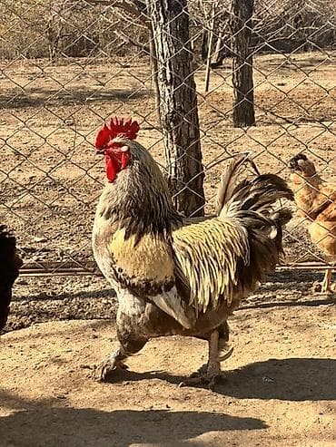 Atlar: Tam sağlam kend xoruzları satılır iri xoruzlardı hem damazlıq hem — 4