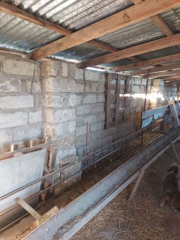 xacmaz rayonu: Bakı, Qala qəs., 550 kv. m, 3 otaqlı, Hovuzsuz, Artezian quyusu, Qaz, Su — 5