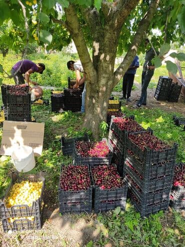 15 sot, Tikinti, Mülkiyyətçi lalafo.az -da 15 sot, Tikinti, Mülkiyyətçi